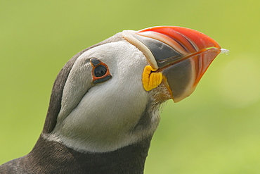 Puffin, Skomer Island, Pembrokeshire, Wales, United Kingdom, Europe