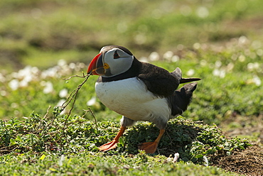 Puffin collecting nesting material, Wales, United Kingdom, Europe