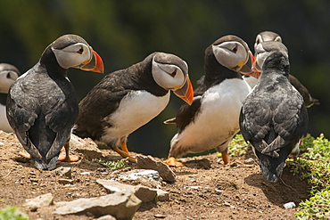 Puffin, Skomer Island, Pembrokeshire, Wales, United Kingdom, Europe