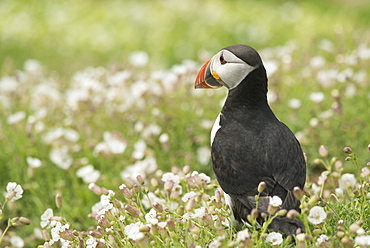 Puffin in sea campion, Wales, United Kingdom, Europe