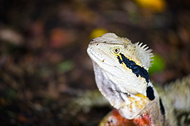 Australian eastern water dragon (Physignathus lesueurii) in Brisbane Botanical Gardens, Queensland, Australia, Pacific