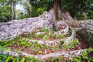 Twisted roots of an old tree at Kandy Royal Botanical Gardens, Peradeniya, Kandy, Sri Lanka, Asia   