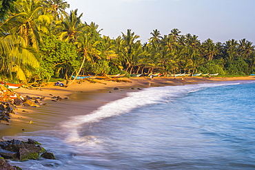 Palm trees on Mirissa Beach, South Coast, Southern Province, Sri Lanka, Asia 