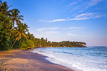 Palm trees, Mirissa Beach, South Coast, Southern Province, Sri Lanka, Asia 