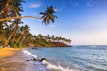 Palm tree on Mirissa Beach, South Coast, Southern Province, Sri Lanka, Asia 