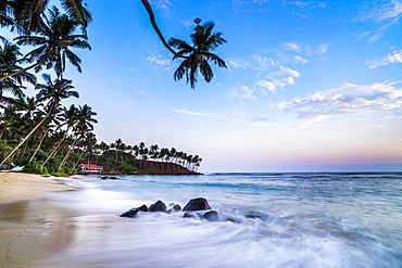 Palm tree at sunset, Mirissa Beach, South Coast, Southern Province, Sri Lanka, Asia 