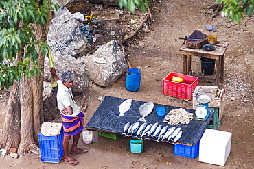 Fisherman selling fish at the fish market in the Old Town of Galle, Sri Lanka, Asia 