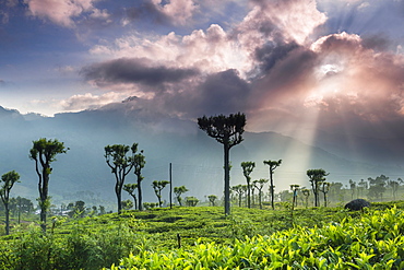 Sunrise over tea plantations and mountains, Haputale, Sri Lanka Hill Country, Central Highlands, Sri Lanka, Asia