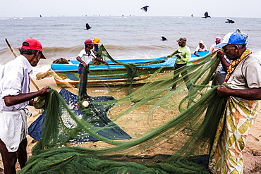 Negombo fish market (Lellama fish market), fishermen checking their catch, Negombo, West Coast, Sri Lanka, Asia 