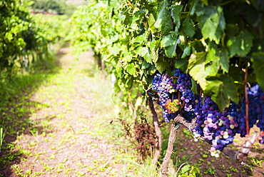 Grapes growing at a vineyard on Mount Etna, UNESCO World Heritage Site, Sicily, Italy, Europe 