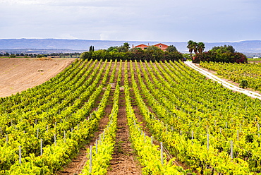 Vineyard at a winery near Noto, South East Sicily, Italy, Europe 