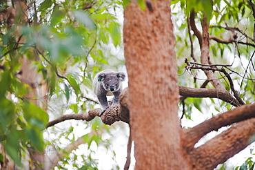 Koala Bear (Phascolarctos cinereus) at Port Macquarie Koala Bear Hospital, New South Wales, Australia, Pacific