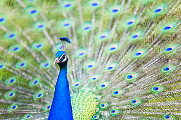 Male Peacock (Pavo cristatus) displaying Plumage at Leeds Castle, Maidstone, Kent, England, United Kingdom, Europe