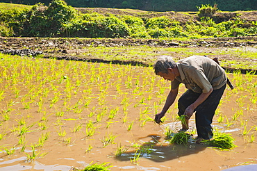 Rice paddy field worker from the Lahu tribe planting rice in rice paddies near Chiang Rai, Thailand, Southeast Asia, Asia