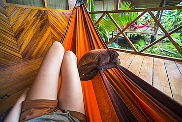 Tourist with tame red howler monkey, Tambopata National Reserve, Puerto Maldonado Amazon Jungle area, Peru, South America