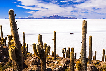 Cactus covered Fish Island (Isla Incahuasi) (Inka Wasi), Uyuni Salt Flats (Salar de Uyuni), Uyuni, Bolivia, South America