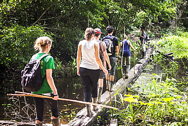 Amazon Jungle walk in Puerto Maldonado area at Tambopata National Reserve, Tambopata Province, Peru, South America