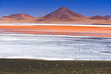 Flamingos at Red Lagoon (Laguna Colorada), a salt lake in the Altiplano of Bolivia in Eduardo Avaroa Andean Fauna National Reserve, Bolivia, South America