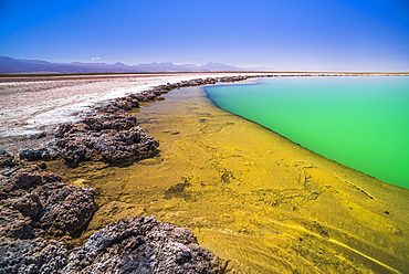 Laguna Cejar (floating salt lake lagoon), Atacama Desert, North Chile, Chile, South America