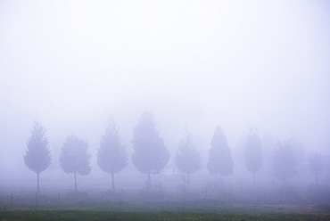 Misty poplar tree landscape, Hacienda Zuleta, Imbabura, Ecuador, South America