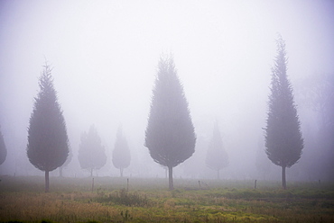 Misty poplar tree landscape, Hacienda Zuleta, Imbabura, Ecuador, South America