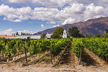 Bodega El Esteco, a winery and vineyard in Cafayate, Salta Province, North Argentina, Argentina, South America