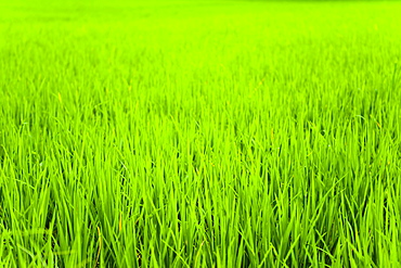 Rice paddy field close up in Ubud, Bali, Indonesia, Southeast Asia, Asia