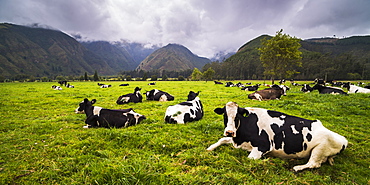 Herd of cows at Hacienda Zuleta Farm, Imbabura, Ecuador, South America