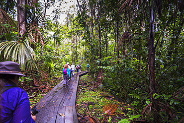 Walking in the Amazon Rainforest at Sacha Lodge, Coca, Ecuador, South America