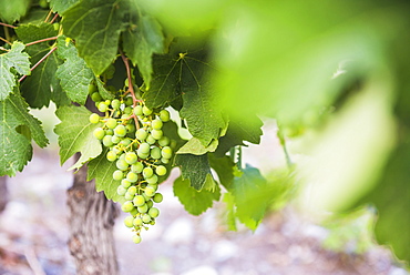 Grapes hanging on a vine at Bodega La Azul, a winery in Uco Valley (Valle de Uco), a wine region in Mendoza Province, Argentina, South America