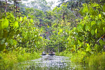 Amazon Rainforest dugout canoe ride, Sacha Lodge, Coca, Ecuador, South America