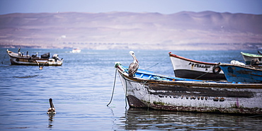 Peruvian pelican (Pelecanus Thagus), Paracas, Ica, Peru, South America