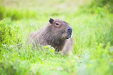 Capybara (Hydrochoerus hydrochaeris), Ibera Wetlands (Ibera Marshes), a marshland area in Corrientes Province, Argentina, South America