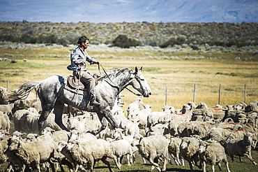 Gauchos riding horses to round up sheep, El Chalten, Patagonia, Argentina, South America