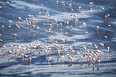 Flamingos at Laguna Colorada (Red Lagoon), a salt lake in the Altiplano of Bolivia in Eduardo Avaroa Andean Fauna National Reserve, Bolivia, South America