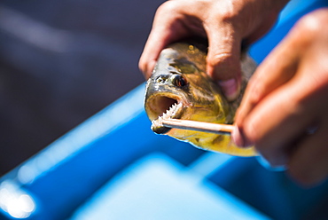 Piranha fishing in the Ibera Wetlands, Estancia San Juan de Poriahu, Corrientes Province, Argentina, South America