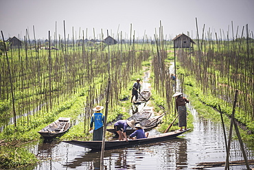 Floating Gardens, Inle Lake, Shan State, Myanmar (Burma), Asia