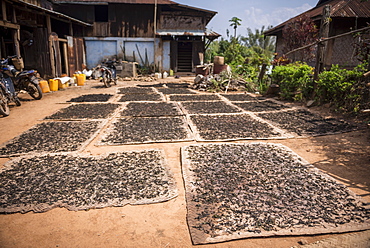 Tea leaves drying, Hsipaw, Shan State, Myanmar (Burma), Asia