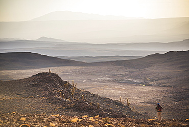 Trekking at sunset in Cactus Valley (Los Cardones Ravine), Atacama Desert, North Chile, South America