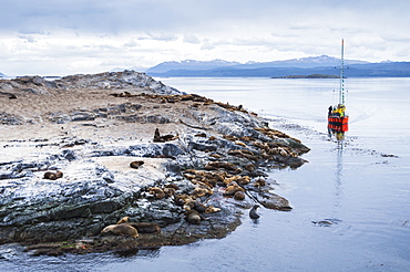 Beagle Channel sailing boat observing Sea Lion colony, Ushuaia, Tierra Del Fuego, Patagonia, Argentina, South America