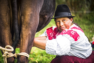 Portrait of an indigenous Cayambe lady milking her cows at Zuleta Farm, Imbabura, Ecuador, South America