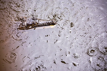 Spectacled caiman (Caiman crocodilus) (Common caiman) (White caiman), Amazon Rainforest, Coca, Ecuador, South America