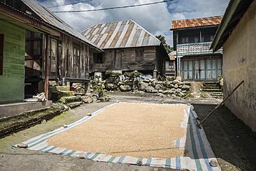 Coffee beans drying in the sun in a village in the foothills of Sinabung Volcano, Berastagi (Brastagi), North Sumatra, Indonesia, Southeast Asia, Asia