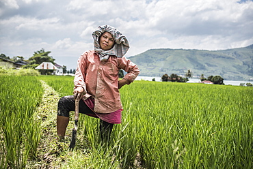 Female farmer working in a rice paddy field at Lake Toba (Danau Toba), North Sumatra, Indonesia, Southeast Asia, Asia