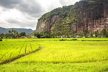 Rice paddy fields and cliffs in the Harau Valley, Bukittinggi, West Sumatra, Indonesia, Southeast Asia, Asia