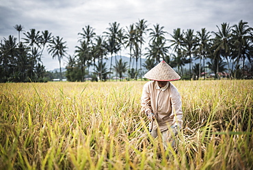 Farmers working in a rice paddy field, Bukittinggi, West Sumatra, Indonesia, Southeast Asia, Asia