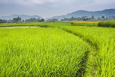 Rice paddy fields, Bukittinggi, West Sumatra, Indonesia, Southeast Asia, Asia