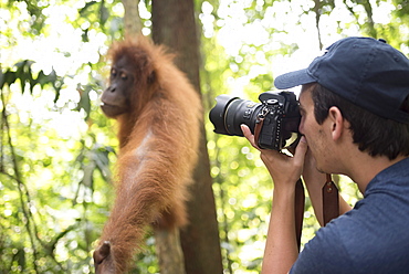 Photographer taking a photo of an Orangutan in the jungle of Gunung Leuser National Park, Bukit Lawang, North Sumatra, Indonesia, Southeast Asia, Asia