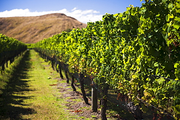 Vineyard at Clearview Estate Winery, Hastings, Hawkes Bay Region, North Island, New Zealand, Pacific