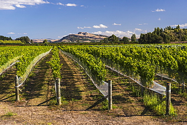 Black Bridge Estate Vineyards near Napier, Hawkes Bay Region, North Island, New Zealand, Pacific